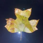 葉っぱの画像