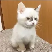 ふみふみの画像