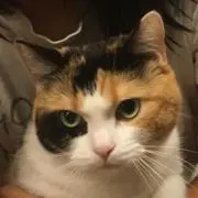 購入前コメントして下さい★猫飼ってますの画像