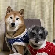 げんらんの画像