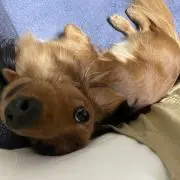 飼い主の画像