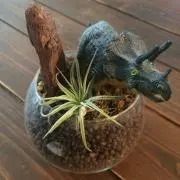 たんたかの画像