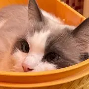 ひょうの画像