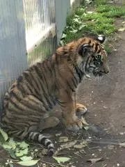 たまの画像