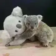 みかんの画像
