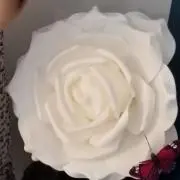 Whiteの画像