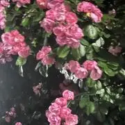 ｼｵﾘ