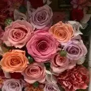 ルルベル