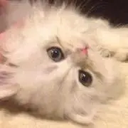 あこちゃんぺの画像