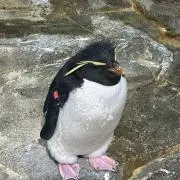 てんの画像