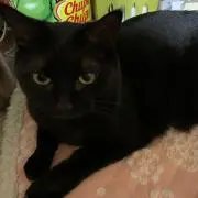 ハラミの画像