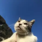 ぴこのすけの画像