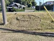 ヒナの画像