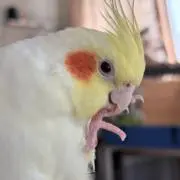とっくの画像