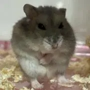 さーちむの画像