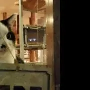 TOTOROの画像