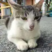 ゆゆの画像