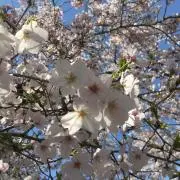 ハマの画像