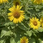 Ta【即購入OKです】の画像