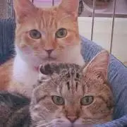 あやちんの画像