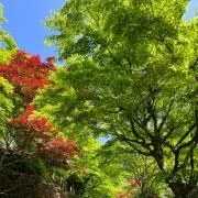 pochimiの画像