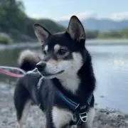 Gillianの画像