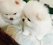 ゆみの画像