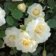 まぁこ☆プロフ必読お願いしますの画像