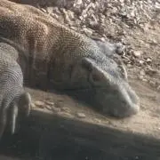 ねむねむの画像