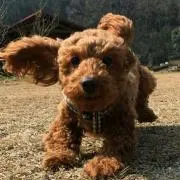 ruru