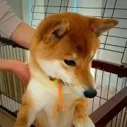 みっふぃの画像