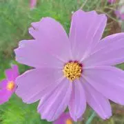 あみ山の画像