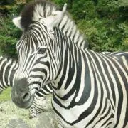 スズカの画像
