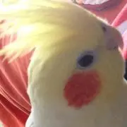 ゆりりんの画像