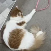 うんたねこ きよらかバスマット 7周年生誕祭 - メルカリ
