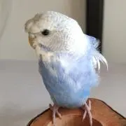 りんちち04の画像