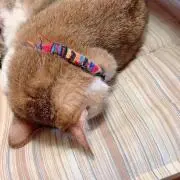 あおいの画像