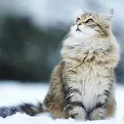 にゃんの画像