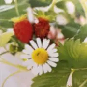 こまの画像