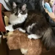 Mimiの画像