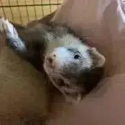 クロもあ　※プロフご覧下さいの画像