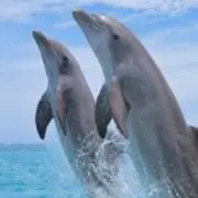 ともたん