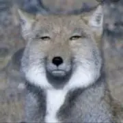 ユーザー名の画像