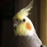 おはぎの画像