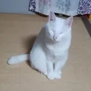 maronの画像