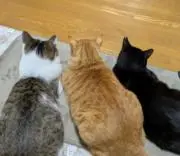 ☆うたたねこ☆全てお値下げ交渉不可の画像