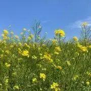 koguの画像