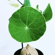 Ronの画像