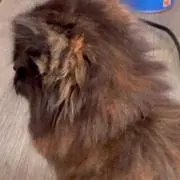 めめ