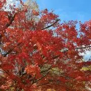 ラムネ☆アイス